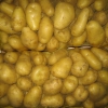fresh potatoes available for sale whatsapp +4536990182